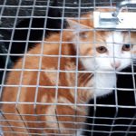 Trappage de chats errants - Loumargot SOS chats en détresse - Association protection chats errants et abandonnés