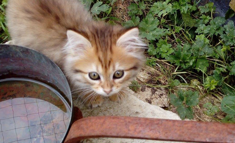 Adoption de chat - Loumargot SOS chats en détresse - Association protection chats errants et abandonnés