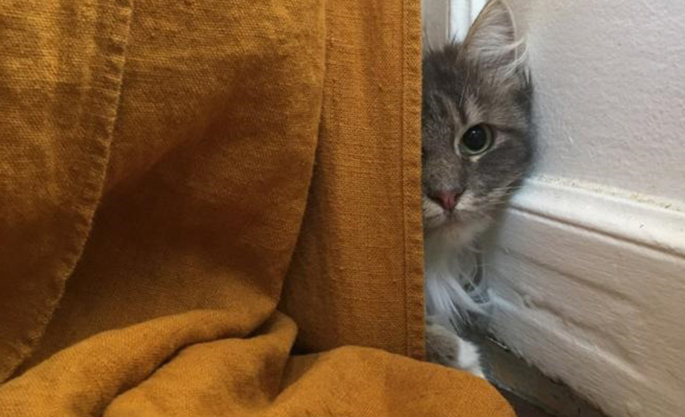 Adopter un chat - Loumargot SOS chats en détresse - Association protection chats errants et abandonnés