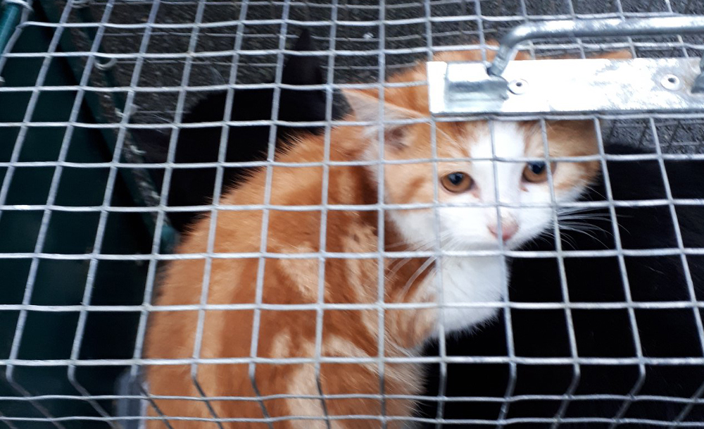 Trappage de chats errants - Loumargot SOS chats en détresse - Association protection chats errants et abandonnés