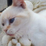 Adoption de chat - Loumargot SOS chats en détresse - Association protection chats errants et abandonnés