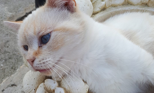 Adoption de chat - Loumargot SOS chats en détresse - Association protection chats errants et abandonnés