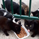 Nourrissage chats libres - Loumargot SOS chats en détresse - Association protection chats errants et abandonnés