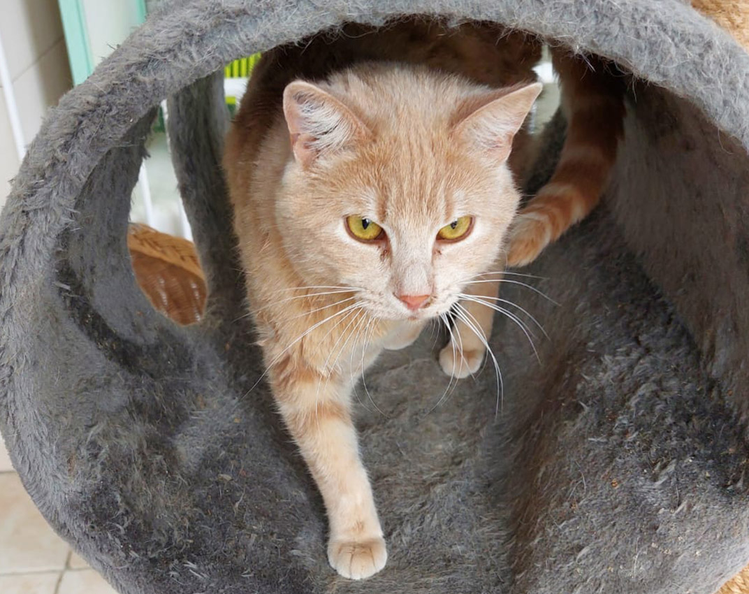 Adoption chat adulte - Loumargot SOS chats en détresse - Association protection chats errants et abandonnés