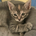 Adoption de chaton - Loumargot SOS chats en détresse - Association protection chats errants et abandonnés