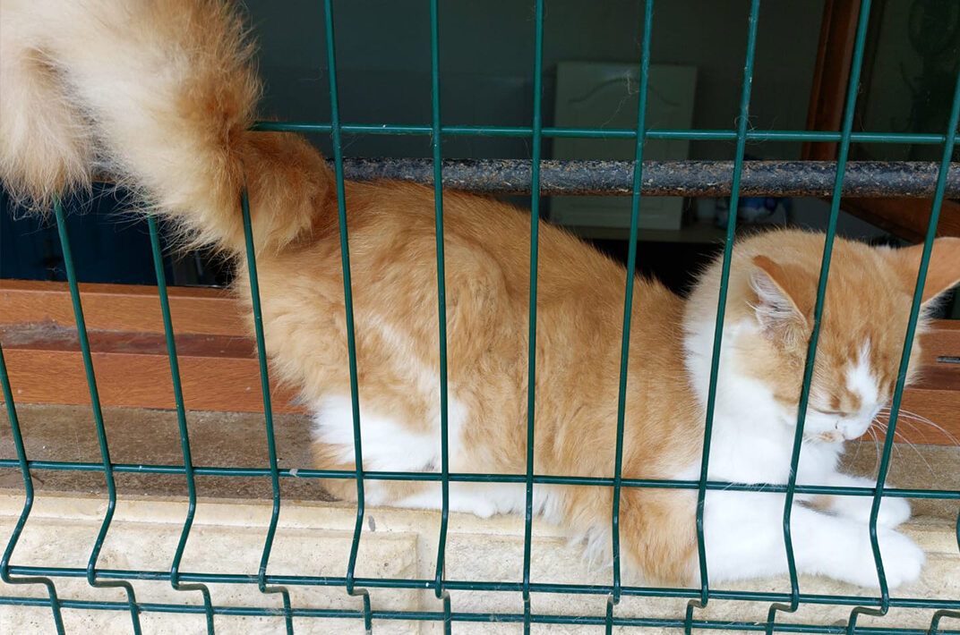 Adoption chat adulte - Loumargot SOS chats en détresse - Association protection chats errants et abandonnés