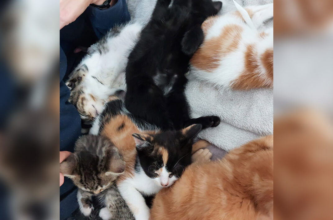 Adoption de chatons - Loumargot SOS chats en détresse - Association protection chats errants et abandonnés