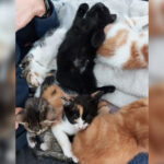 Adoption de chatons - Loumargot SOS chats en détresse - Association protection chats errants et abandonnés