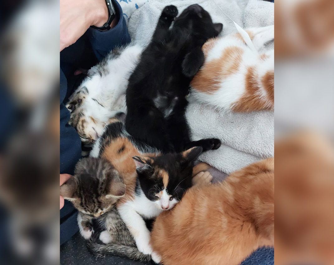Adoption de chatons - Loumargot SOS chats en détresse - Association protection chats errants et abandonnés