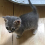 Adoption de chaton - Loumargot SOS chats en détresse - Association protection chats errants et abandonnés