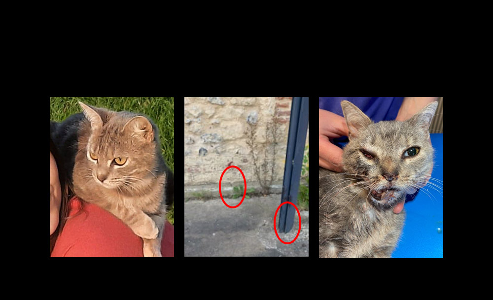 Appels à dons - Solidarité à Mimi - Loumargot SOS chats en détresse - Association protection chats errants et abandonnés
