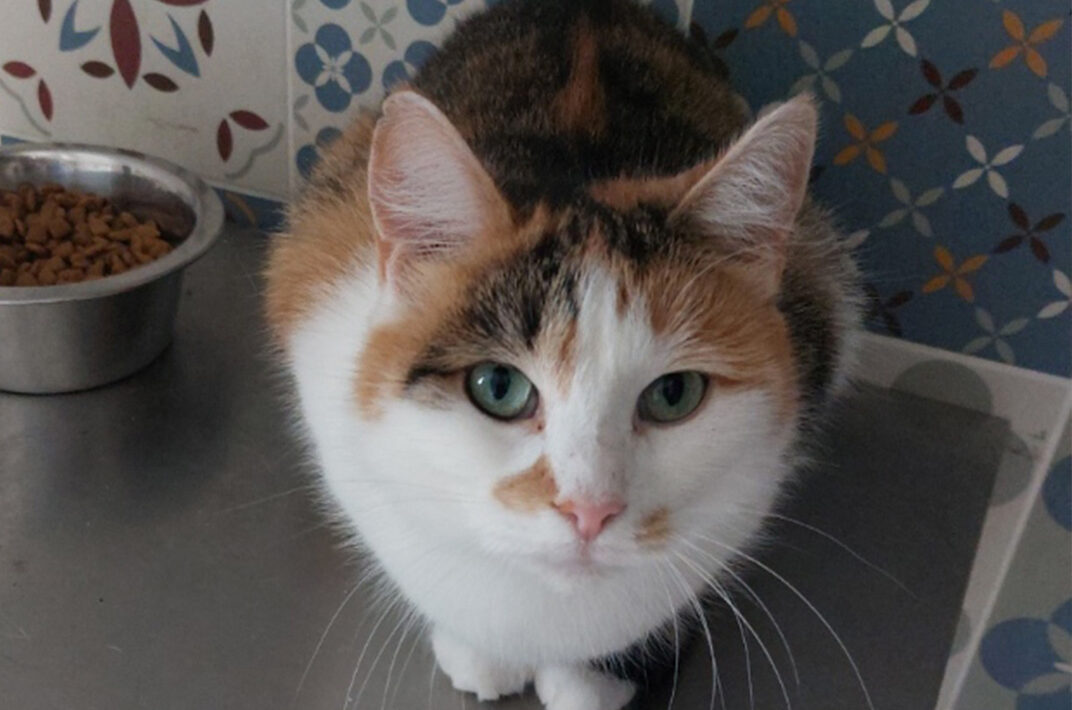 Adoption chat adulte - Loumargot SOS chats en détresse - Association protection chats errants et abandonnés