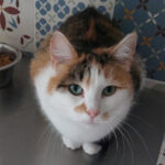 Adoption chat adulte - Loumargot SOS chats en détresse - Association protection chats errants et abandonnés