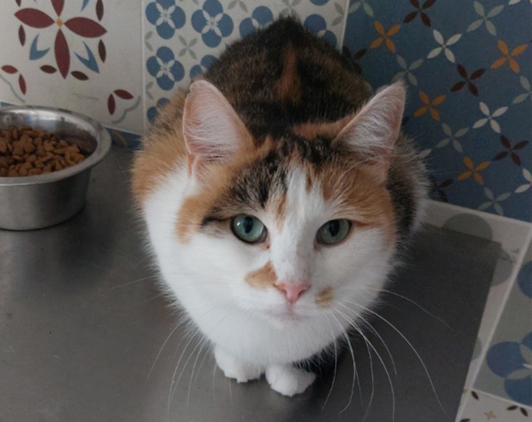 Adoption chat adulte - Loumargot SOS chats en détresse - Association protection chats errants et abandonnés