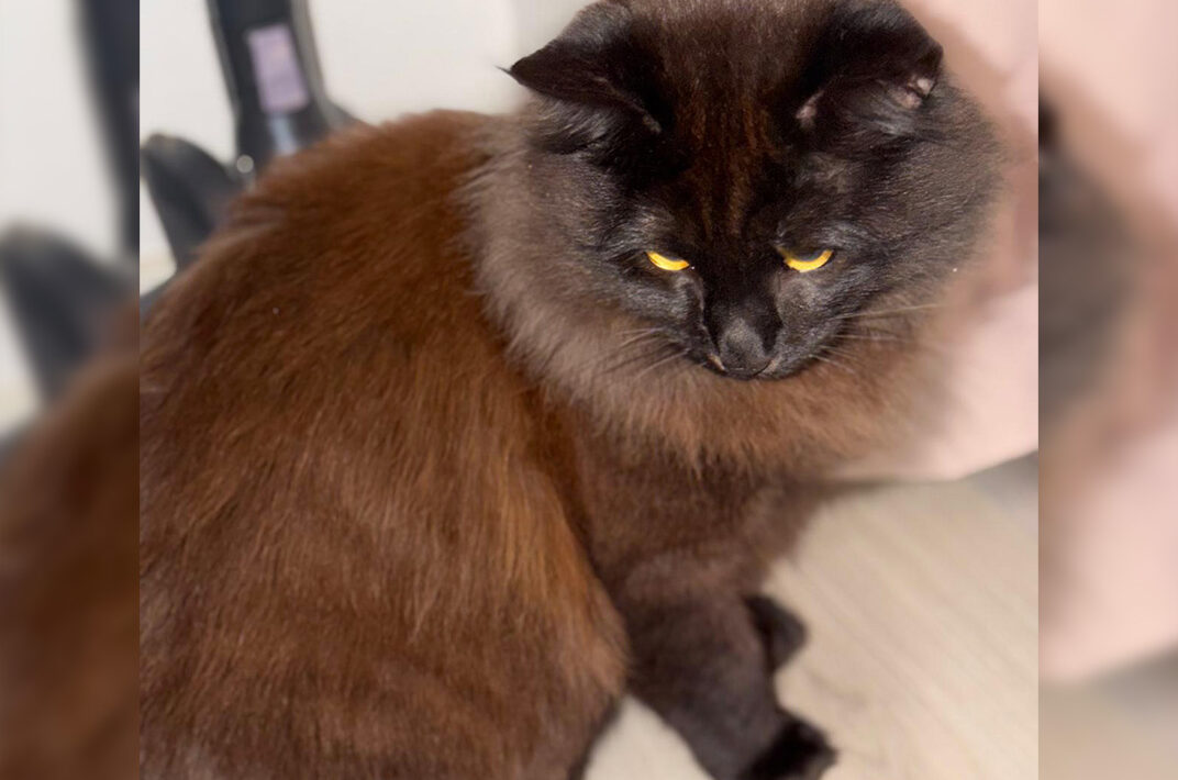 Adoption chat adulte - Loumargot SOS chats en détresse - Association protection chats errants et abandonnés