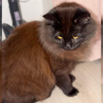 Adoption chat adulte - Loumargot SOS chats en détresse - Association protection chats errants et abandonnés