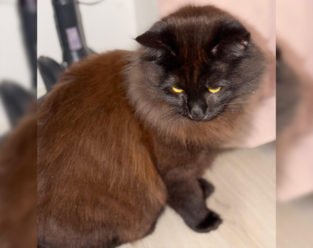 Adoption chat adulte - Loumargot SOS chats en détresse - Association protection chats errants et abandonnés