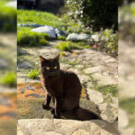 Adoption chat adulte - Loumargot SOS chats en détresse - Association protection chats errants et abandonnés