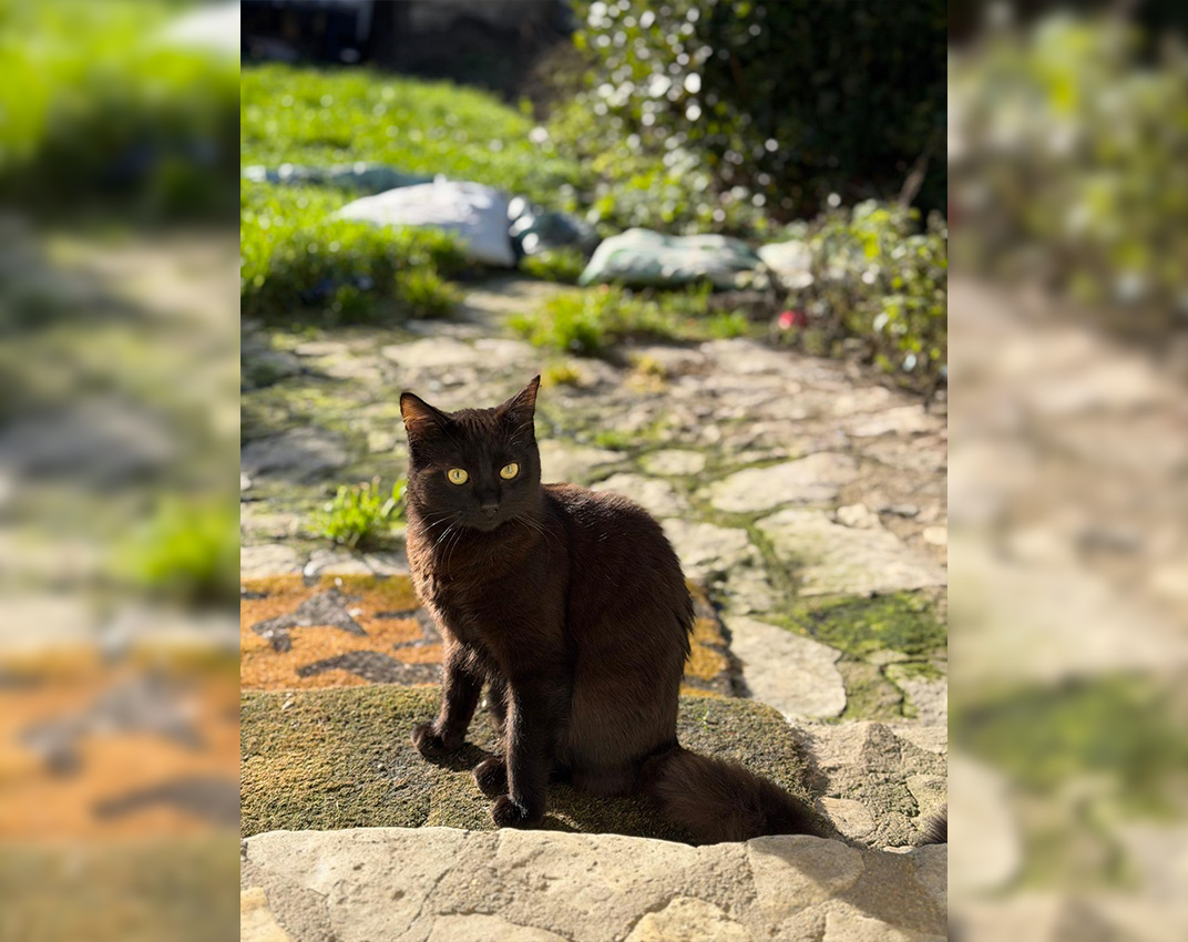 Adoption chat adulte - Loumargot SOS chats en détresse - Association protection chats errants et abandonnés