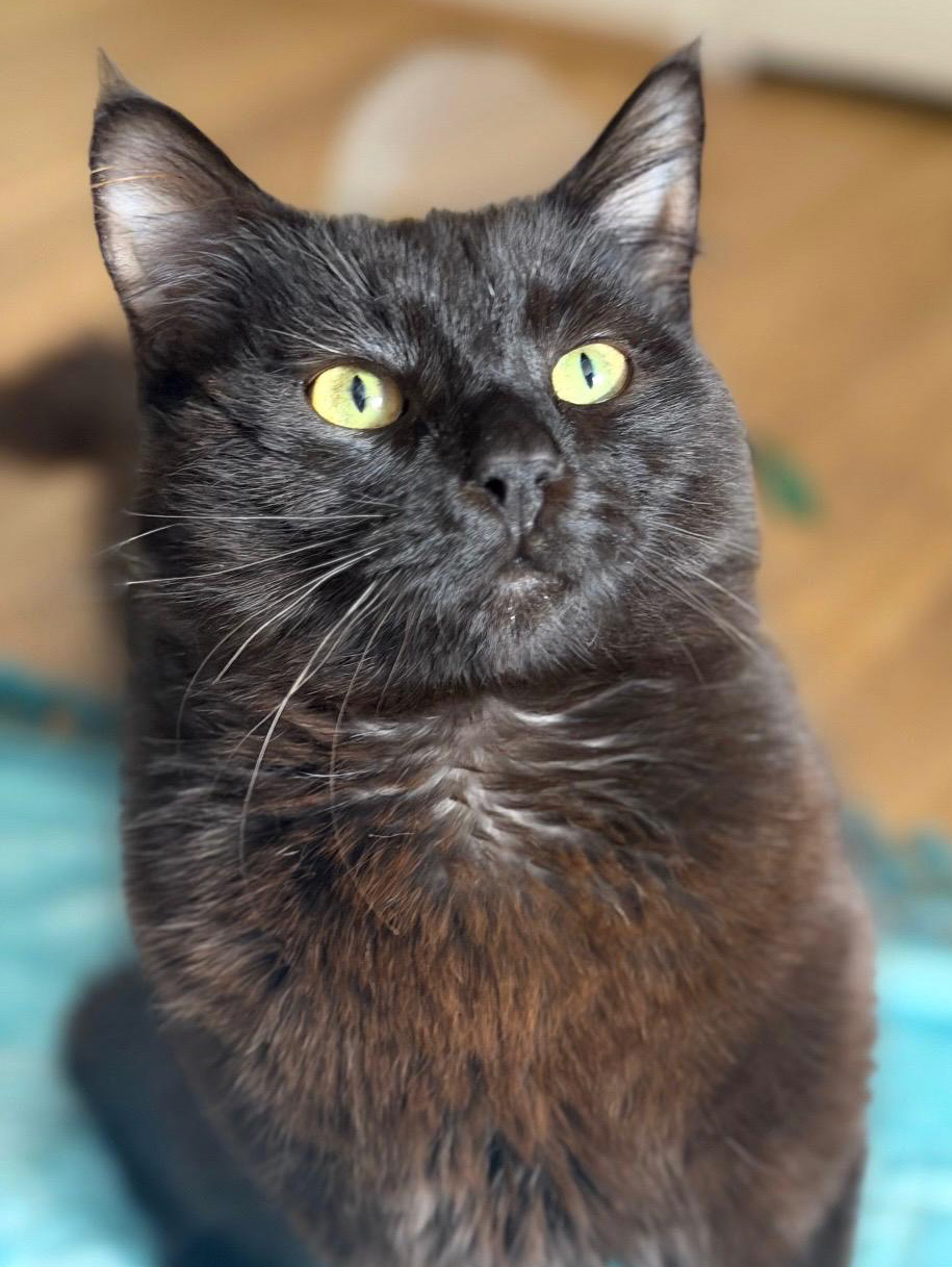 Adoption chat adulte - Loumargot SOS chats en détresse - Association protection chats errants et abandonnés