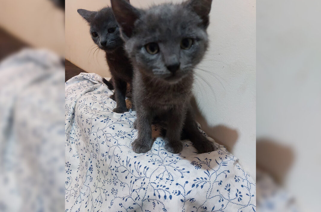 Adoption de chaton - Loumargot SOS chats en détresse - Association protection chats errants et abandonnés