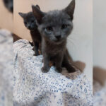 Adoption de chaton - Loumargot SOS chats en détresse - Association protection chats errants et abandonnés