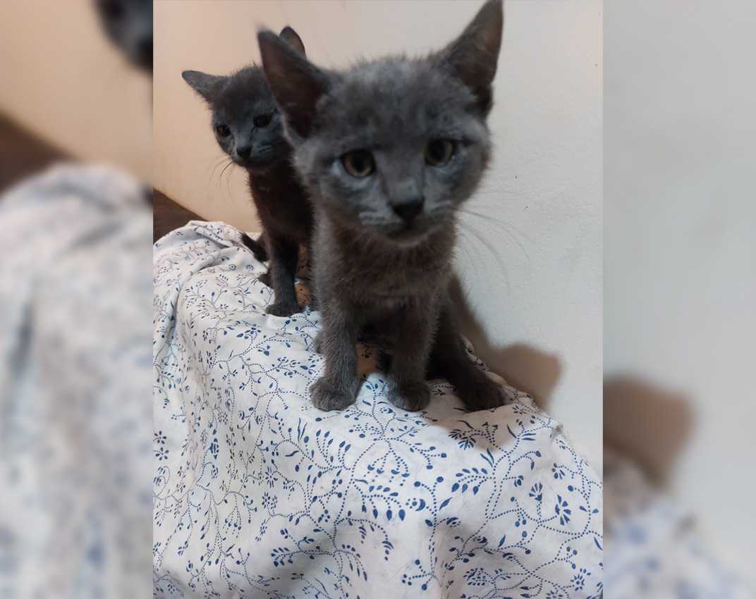 Adoption de chaton - Loumargot SOS chats en détresse - Association protection chats errants et abandonnés