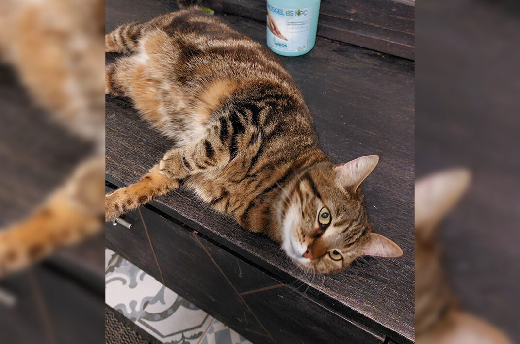 Adoption chat adulte - Loumargot SOS chats en détresse - Association protection chats errants et abandonnés