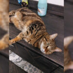 Adoption chat adulte - Loumargot SOS chats en détresse - Association protection chats errants et abandonnés