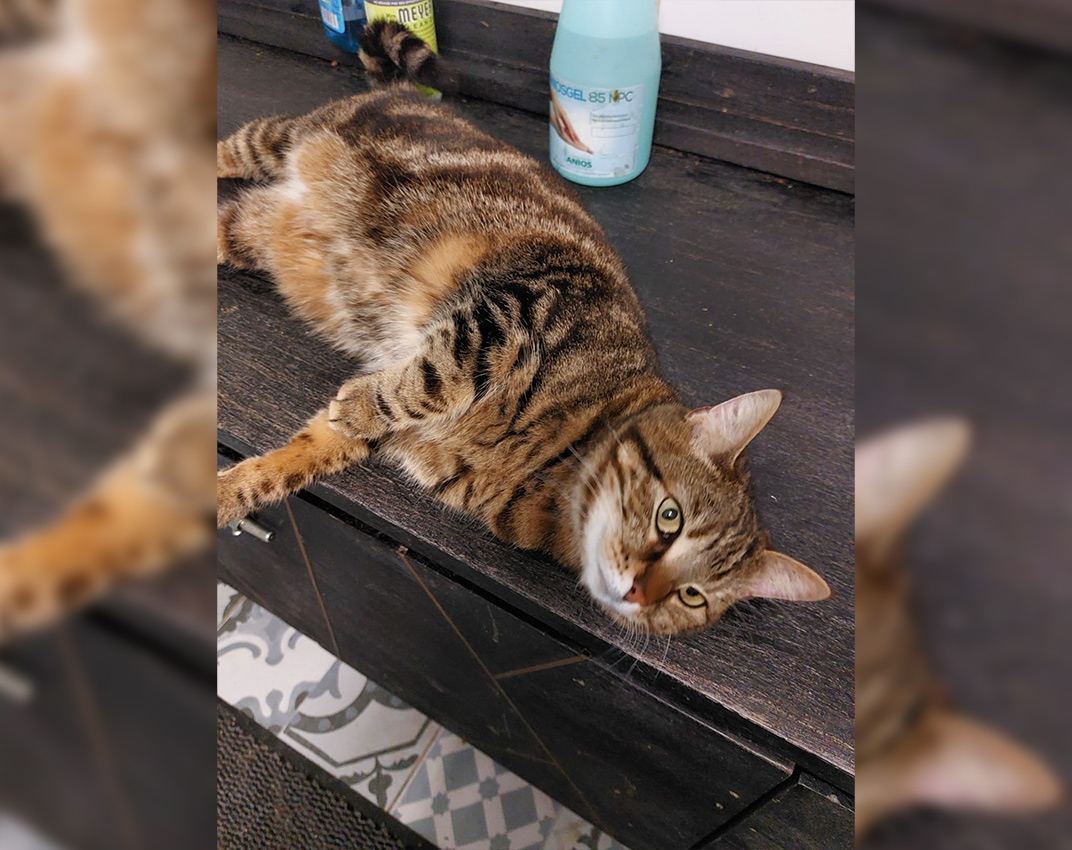 Adoption chat adulte - Loumargot SOS chats en détresse - Association protection chats errants et abandonnés