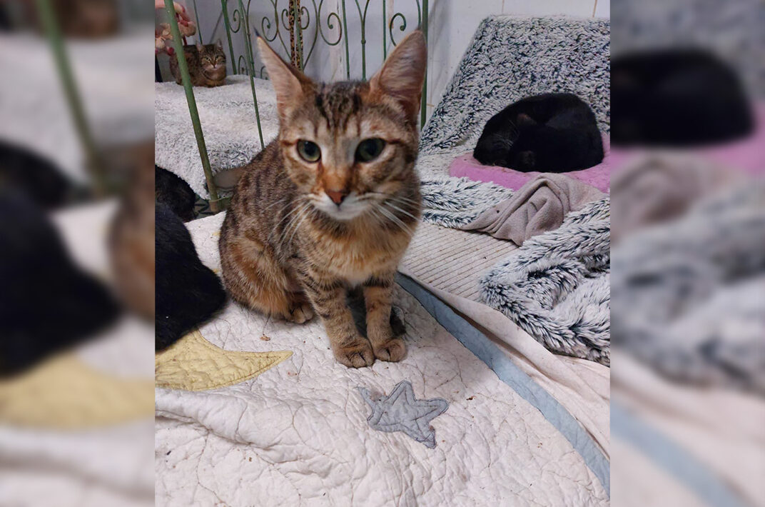 Adoption chat adulte - Loumargot SOS chats en détresse - Association protection chats errants et abandonnés