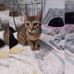 Adoption chat adulte - Loumargot SOS chats en détresse - Association protection chats errants et abandonnés