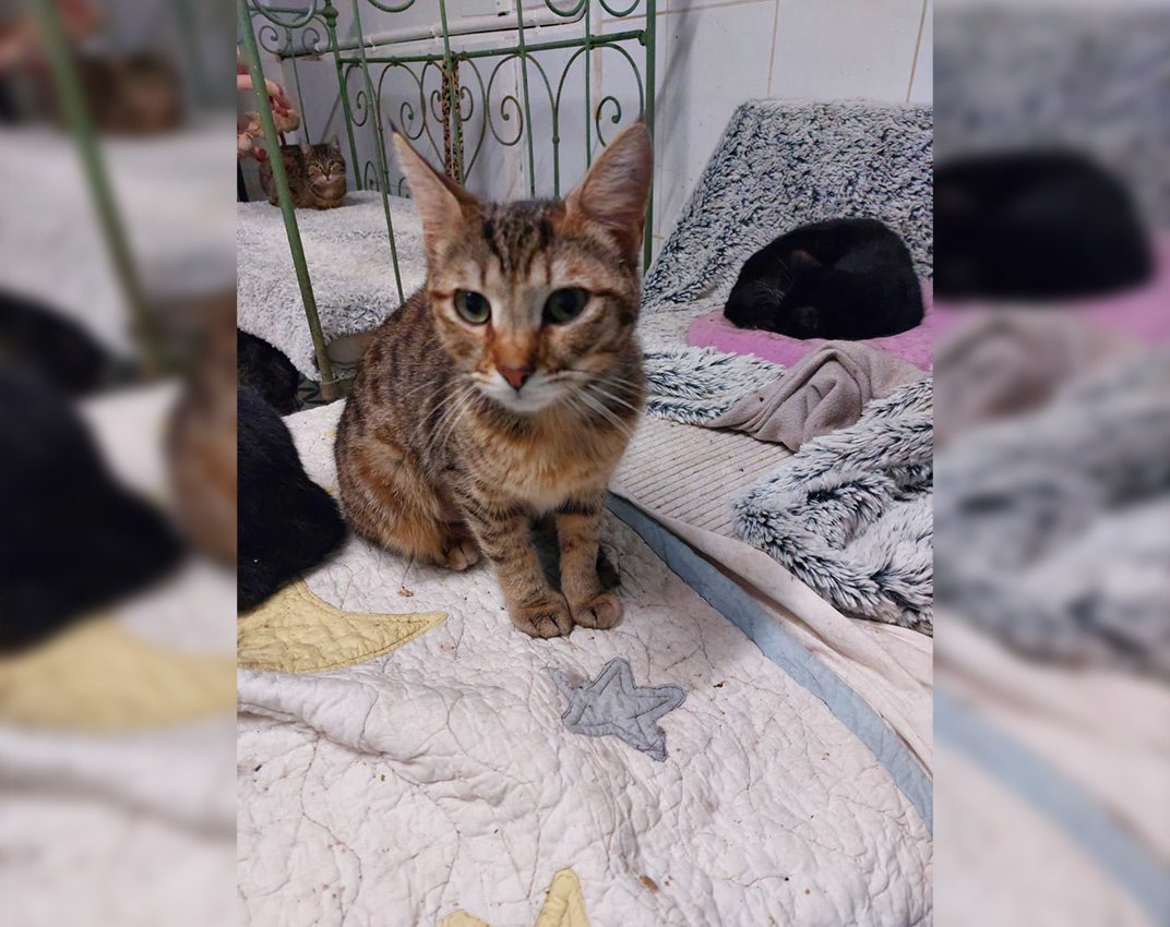 Adoption chat adulte - Loumargot SOS chats en détresse - Association protection chats errants et abandonnés