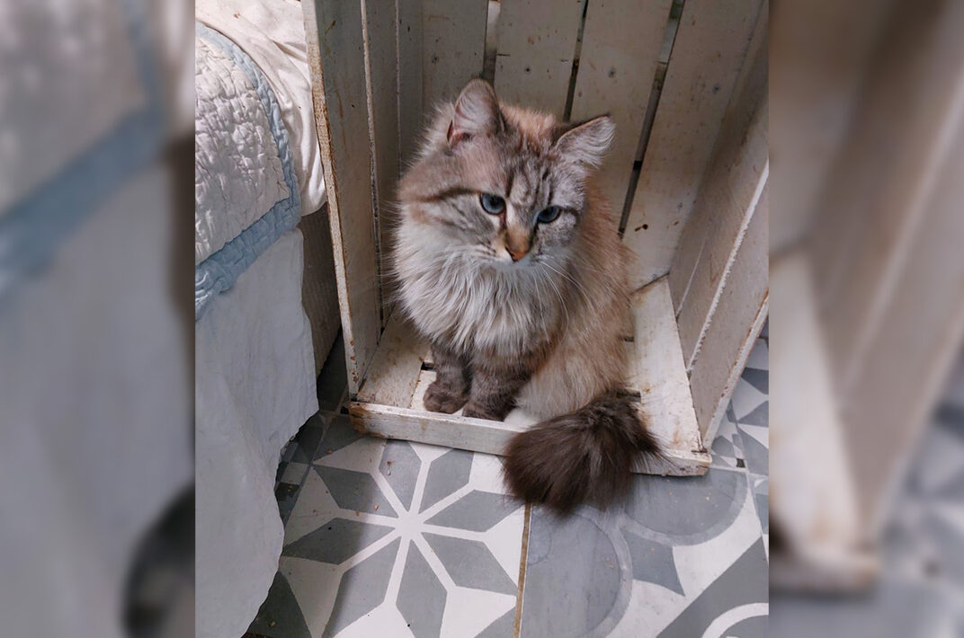 Adoption chat adulte - Loumargot SOS chats en détresse - Association protection chats errants et abandonnés