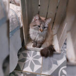 Adoption chat adulte - Loumargot SOS chats en détresse - Association protection chats errants et abandonnés