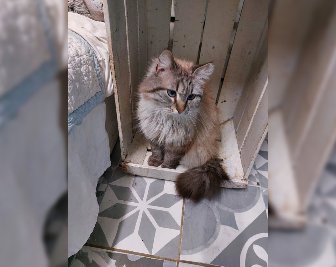 Adoption chat adulte - Loumargot SOS chats en détresse - Association protection chats errants et abandonnés